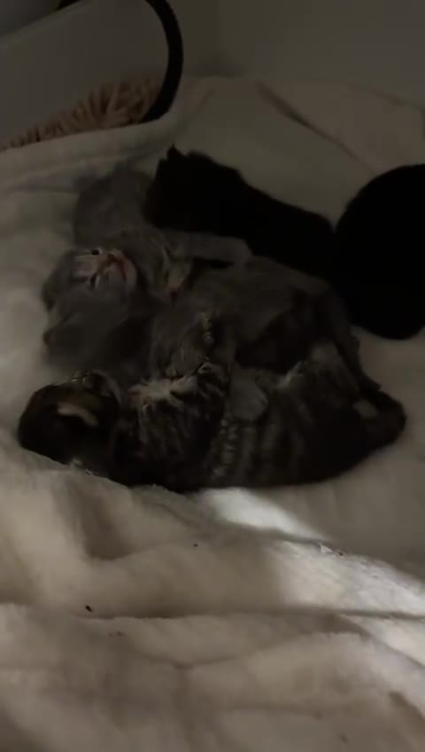 Mixed Breed cats for sale: Three beautiful Siberian/Maine Coon kittens in London - Video 1