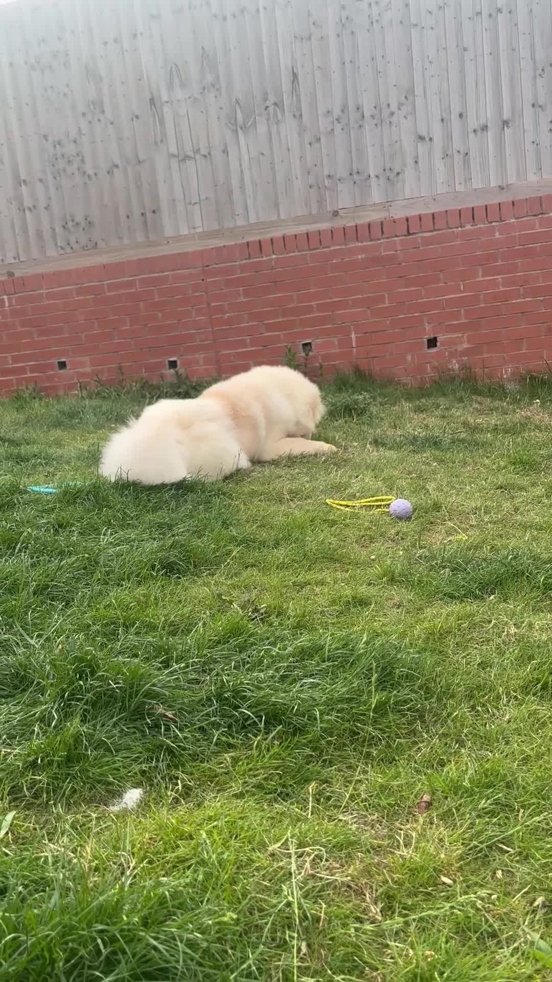 Chow Chow dogs for sale: Yogi  in Redditch - Video 1