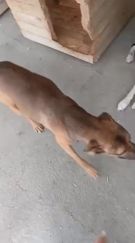 Mixed Breed dogs for adoption: Marley, approx 7 months. Available for adoption. - Video 1