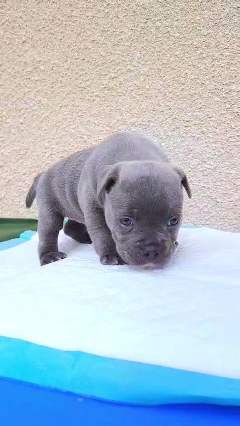 Staffordshire Bull Terrier dogs for sale: SOLID BLUE TEDDY BEARS 🧸 - Video 1
