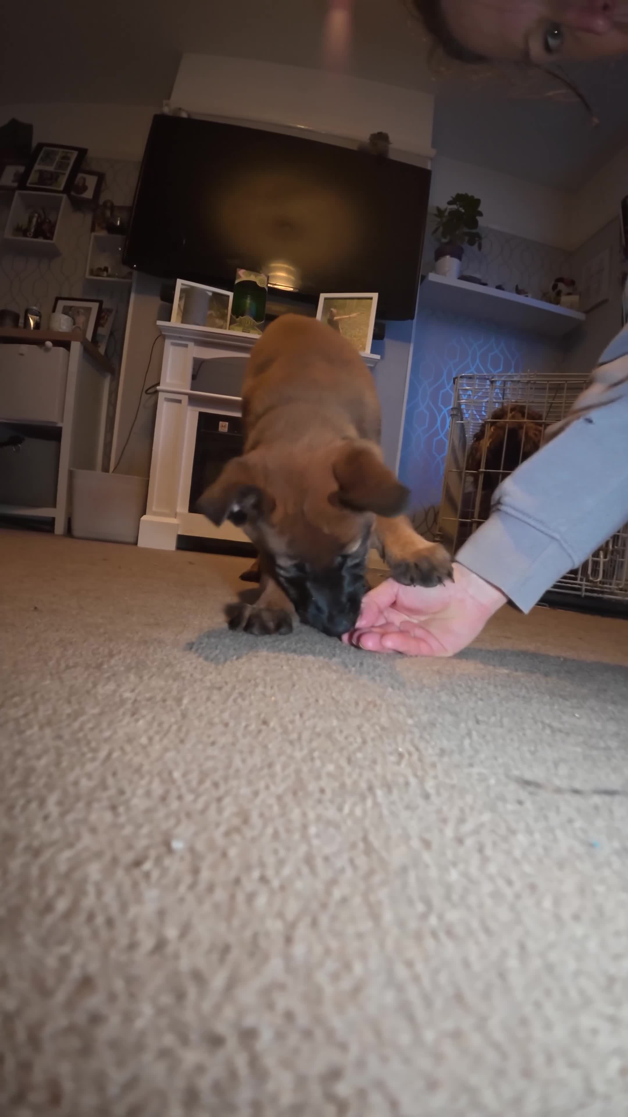 Belgian Shepherd Dog dogs for sale: Belgian Malinois - Video 1