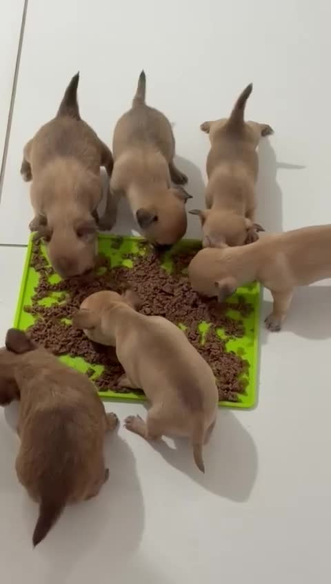 Chihuahua dogs for stud: Chico Chihuahua Russian Lines Champion Pedigree - Video 1