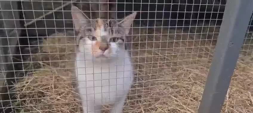 Mixed Breed cats for sale: Tabby girl Luna  - Video 1