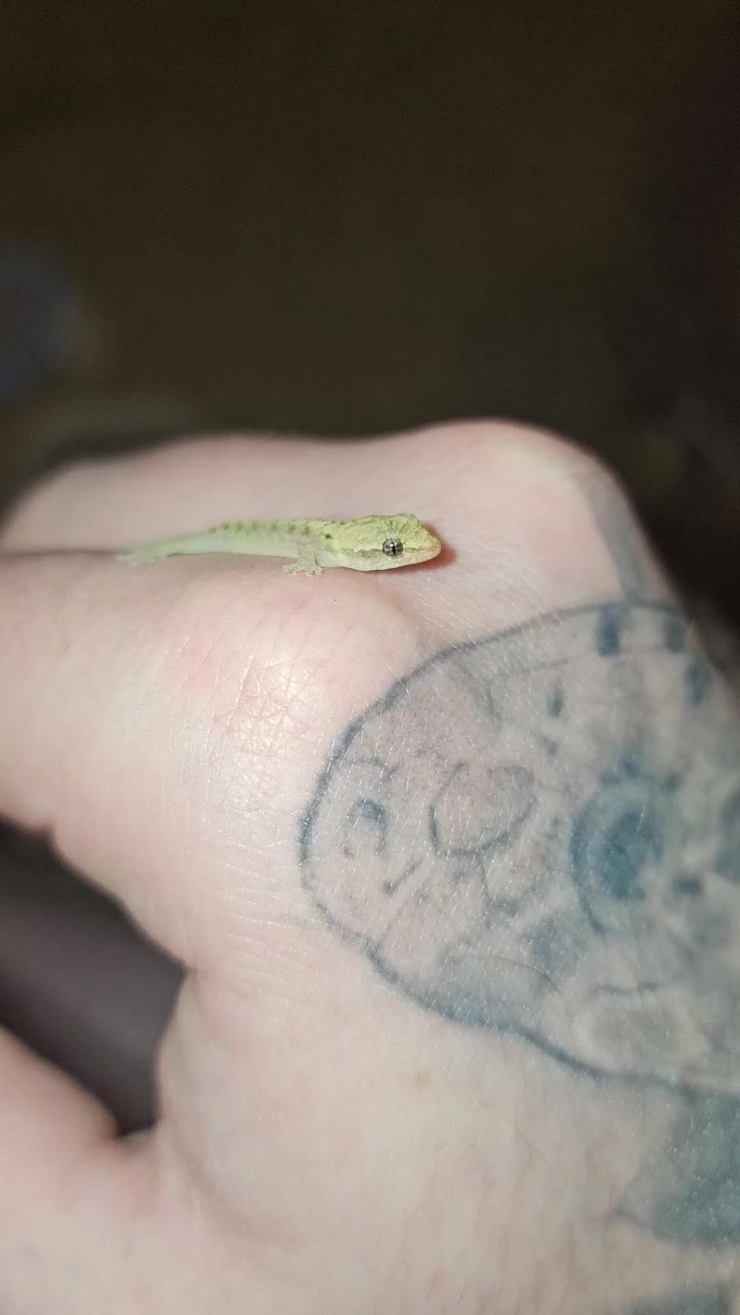 Gecko reptiles for sale: Baby mourning geckos for sale  - Video 1