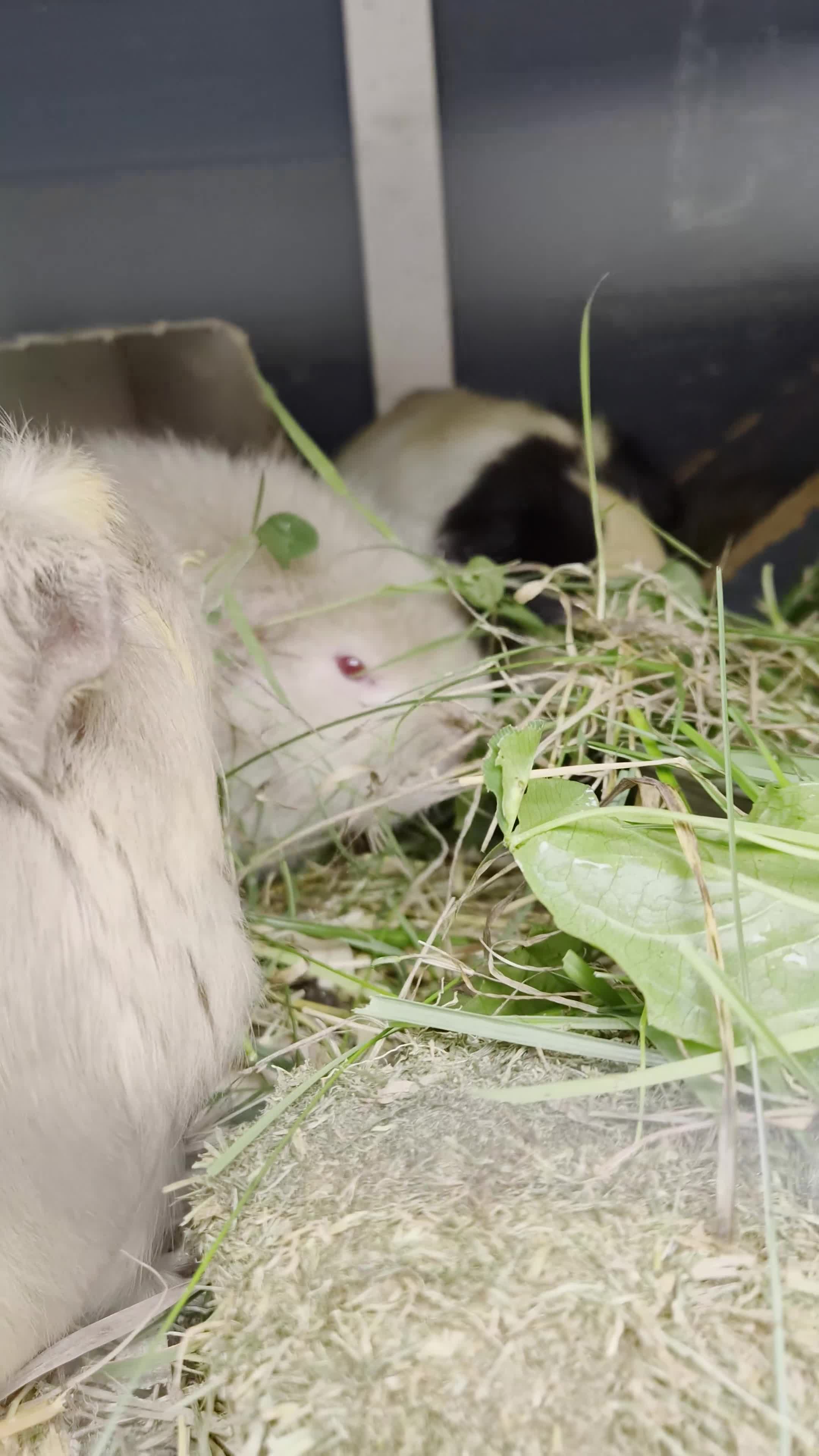 Guinea Pig rodents for sale: Mother & daughter duel - Video 1