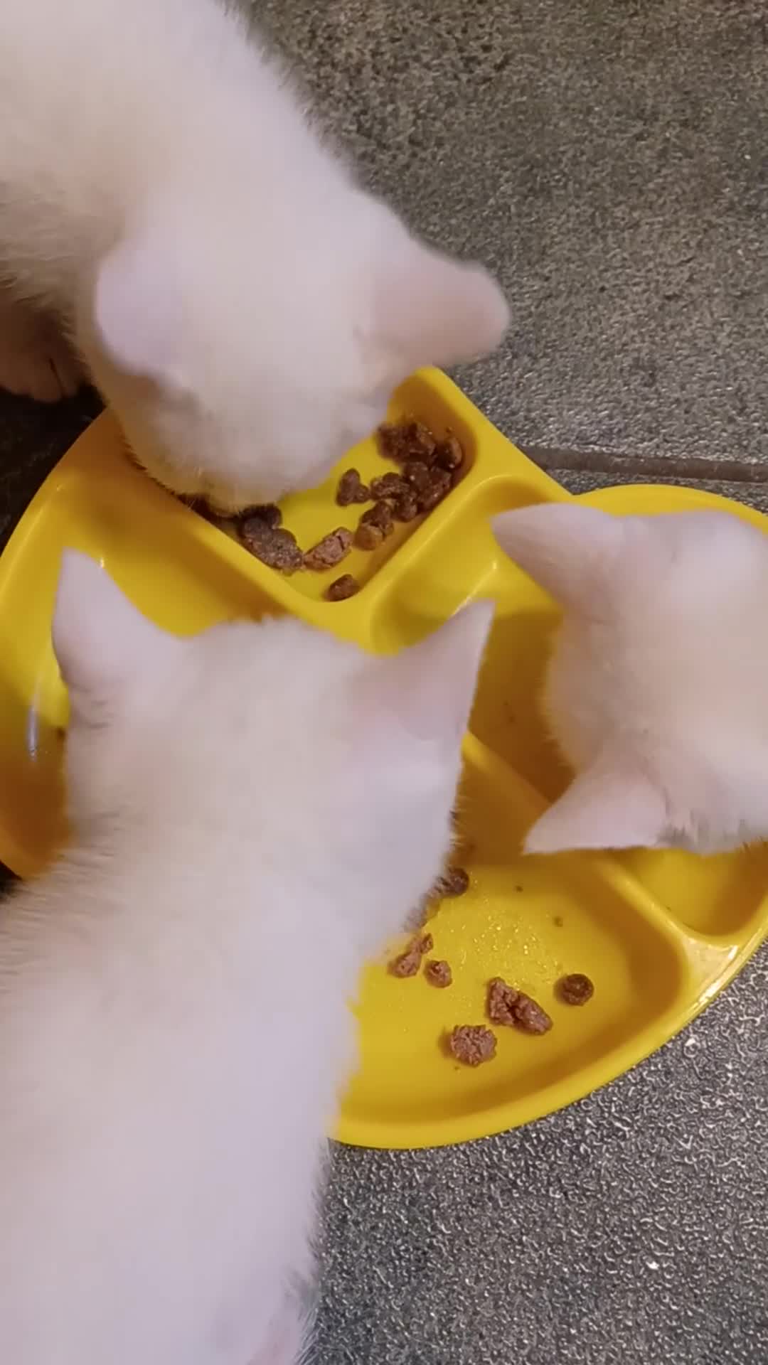 Mixed Breed cats for sale: Ready Now - Trained Ragdoll Mix Kittens Blue Eyes - Video 3