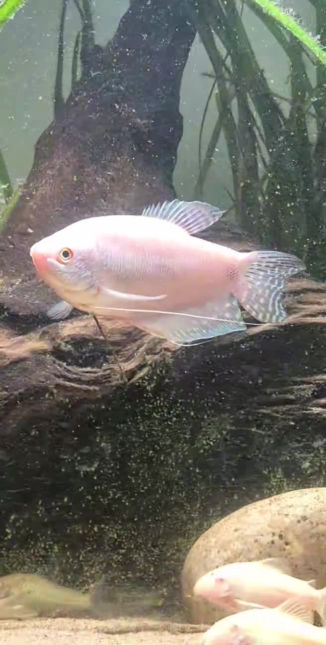 Angelfish fish for sale: Tropical fish looking for new home  - Video 2