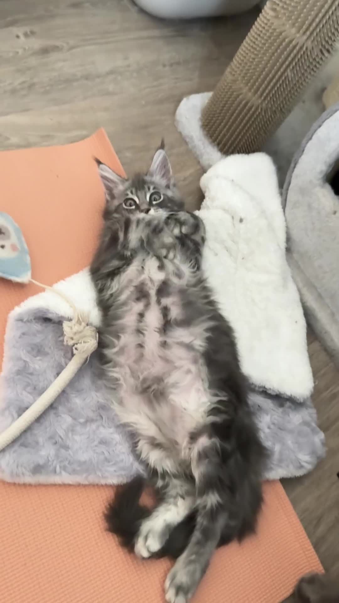 Maine Coon cats for sale: Luxury Polydactyl Maine Coon kittens  - Video 1