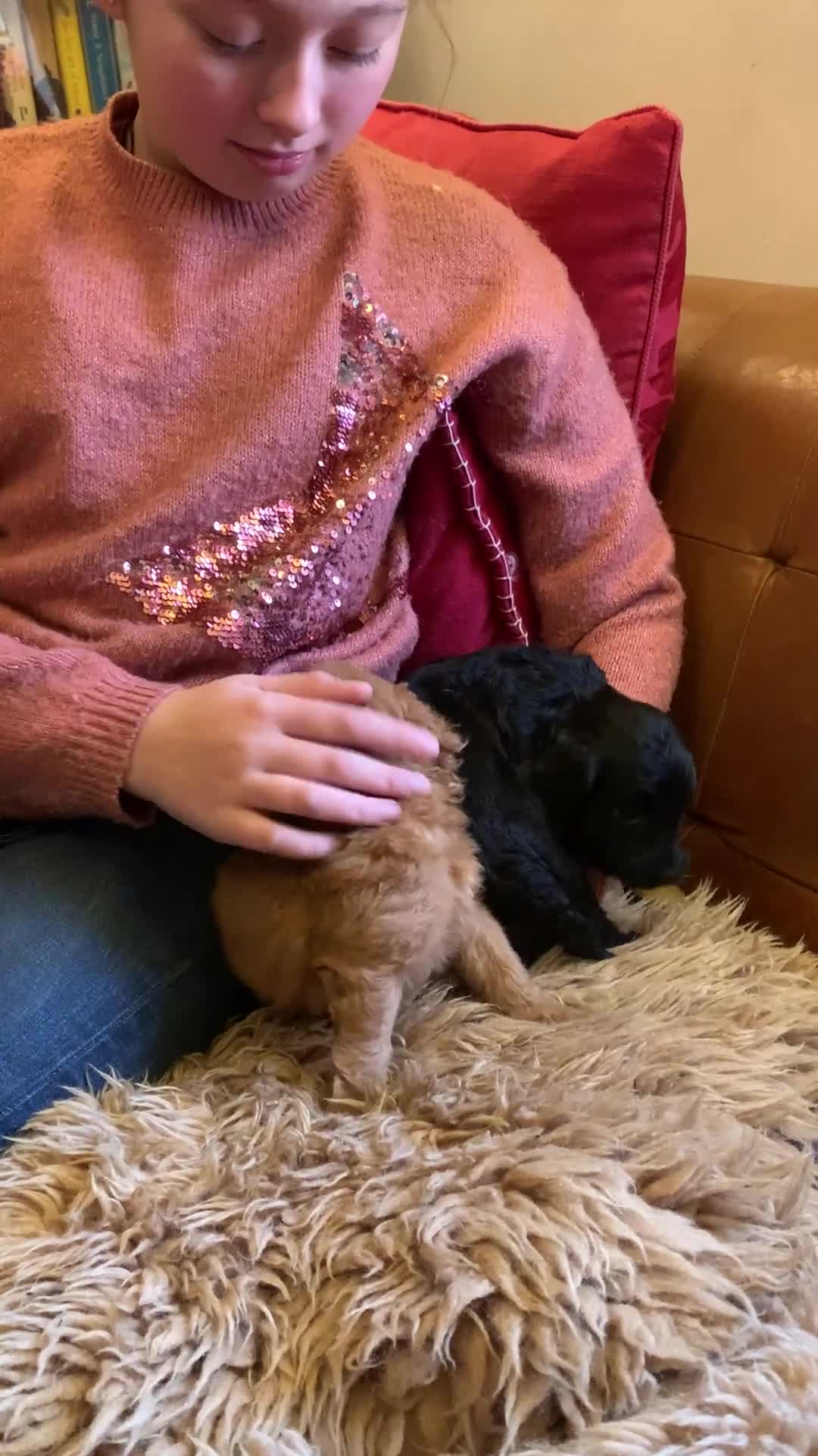 Cockapoo dogs for sale: Small Curly Cockapoo Puppies For Sale - Video 1