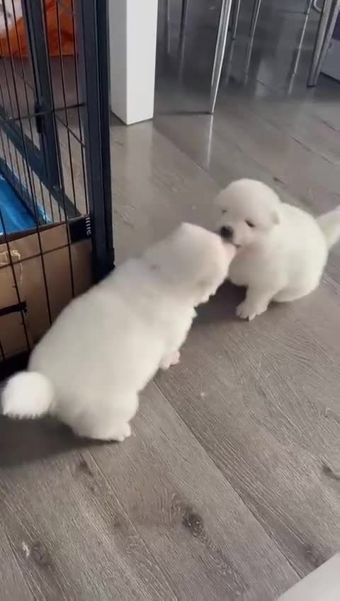 Samoyed dogs for sale: Beautiful Samoyed puppies  - Video 3
