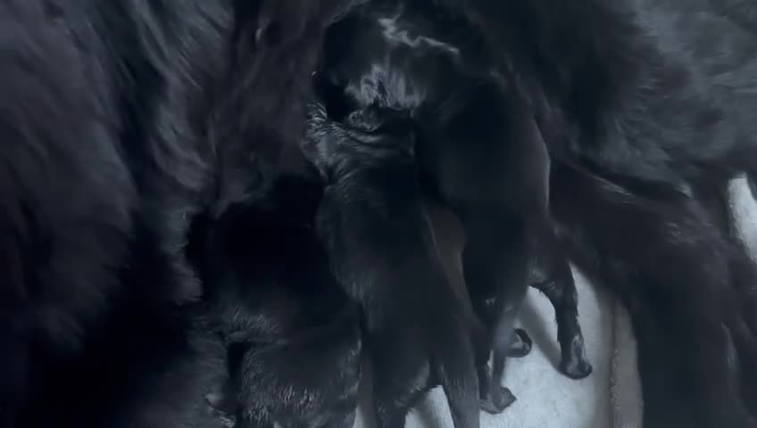 Newfoundland dogs for sale: Stunning Newfoundland Puppies Kc Reg 🐾  - Video 1