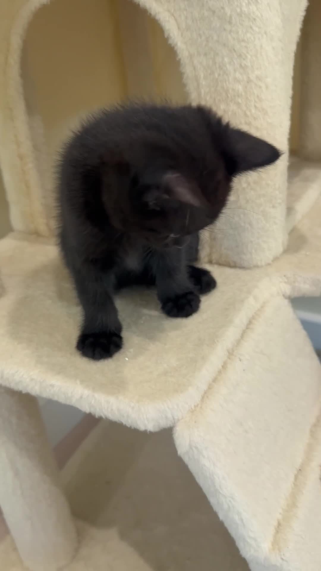 Mixed Breed cats for sale: Adorable kittens ready to go - Video 1