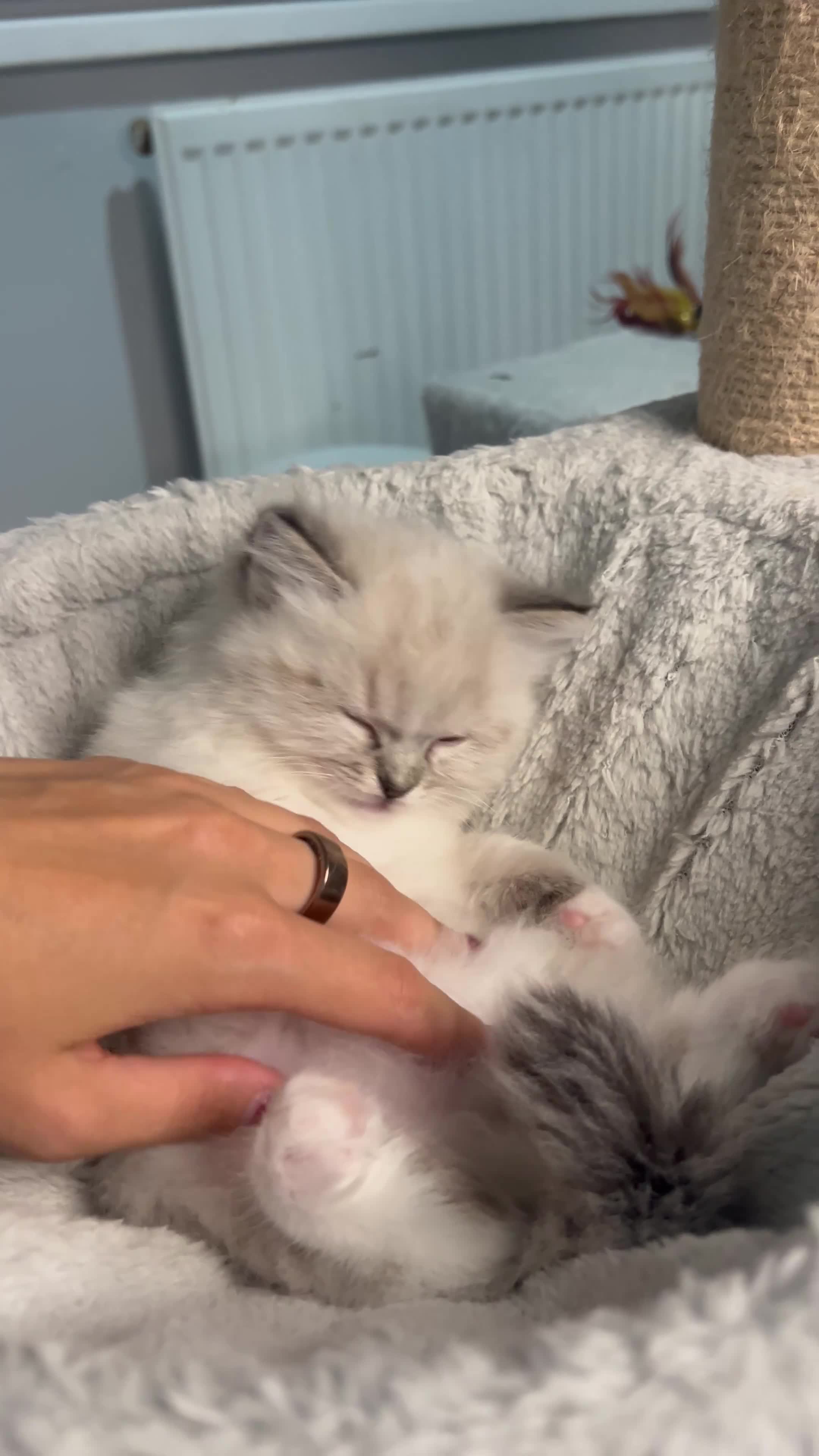 Ragdoll cats for sale: Registered Ragdolls kittens for sale - Video 1