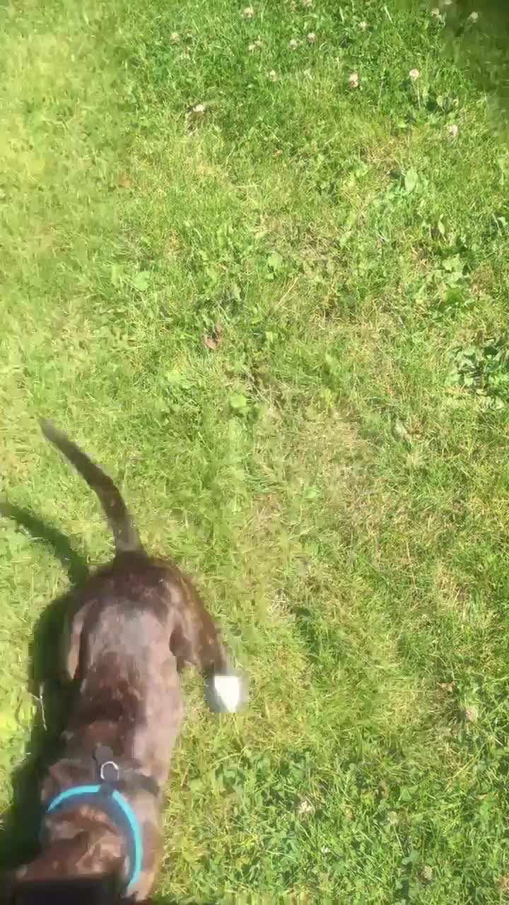 Mixed Breed dogs for sale: Dog free - Video 1