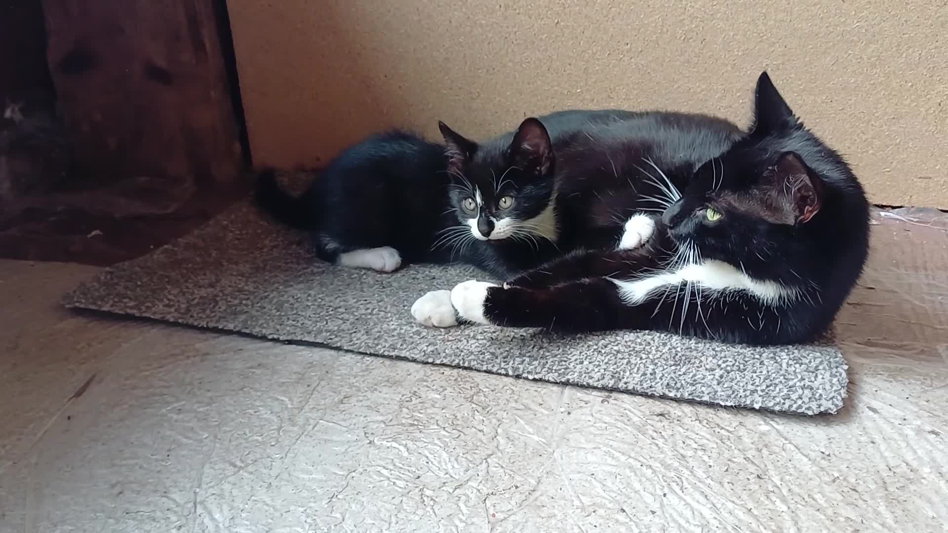 Mixed Breed cats for sale: Misty – Beautiful Loving Mother - Video 2