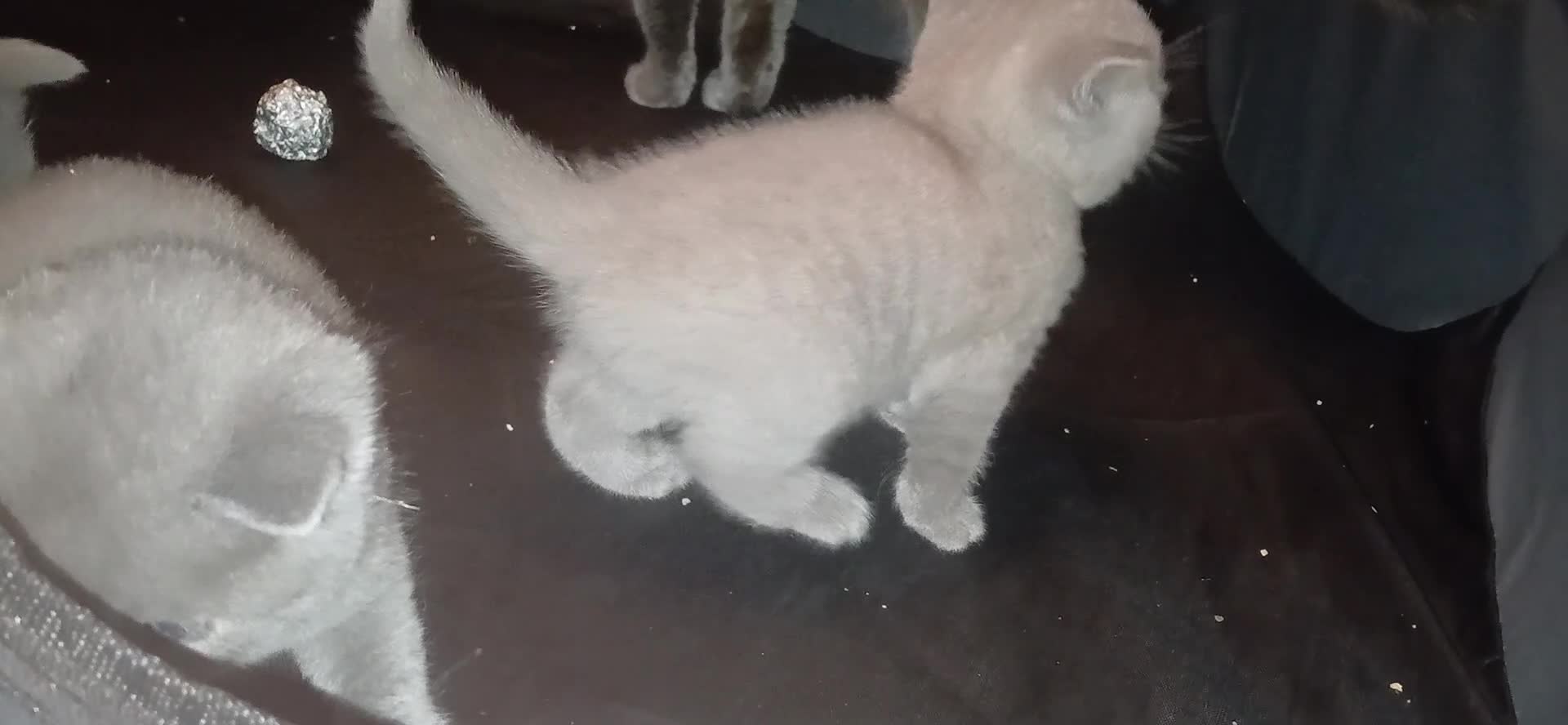 British Shorthair cats for sale: Pedigree British shorthair - Video 3