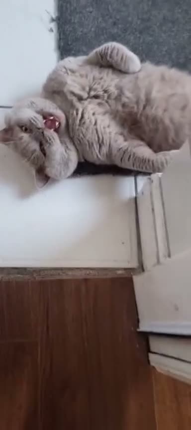 Scottish Fold cats for sale: Scottish straight - Video 2