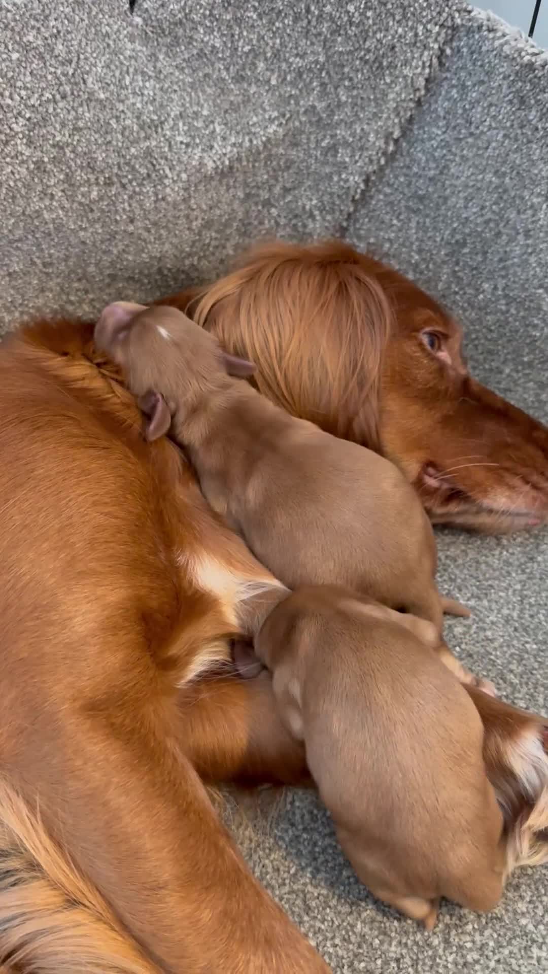 Cocker Spaniel dogs for sale: 🧡Fox Red WCS🧡 - Video 1