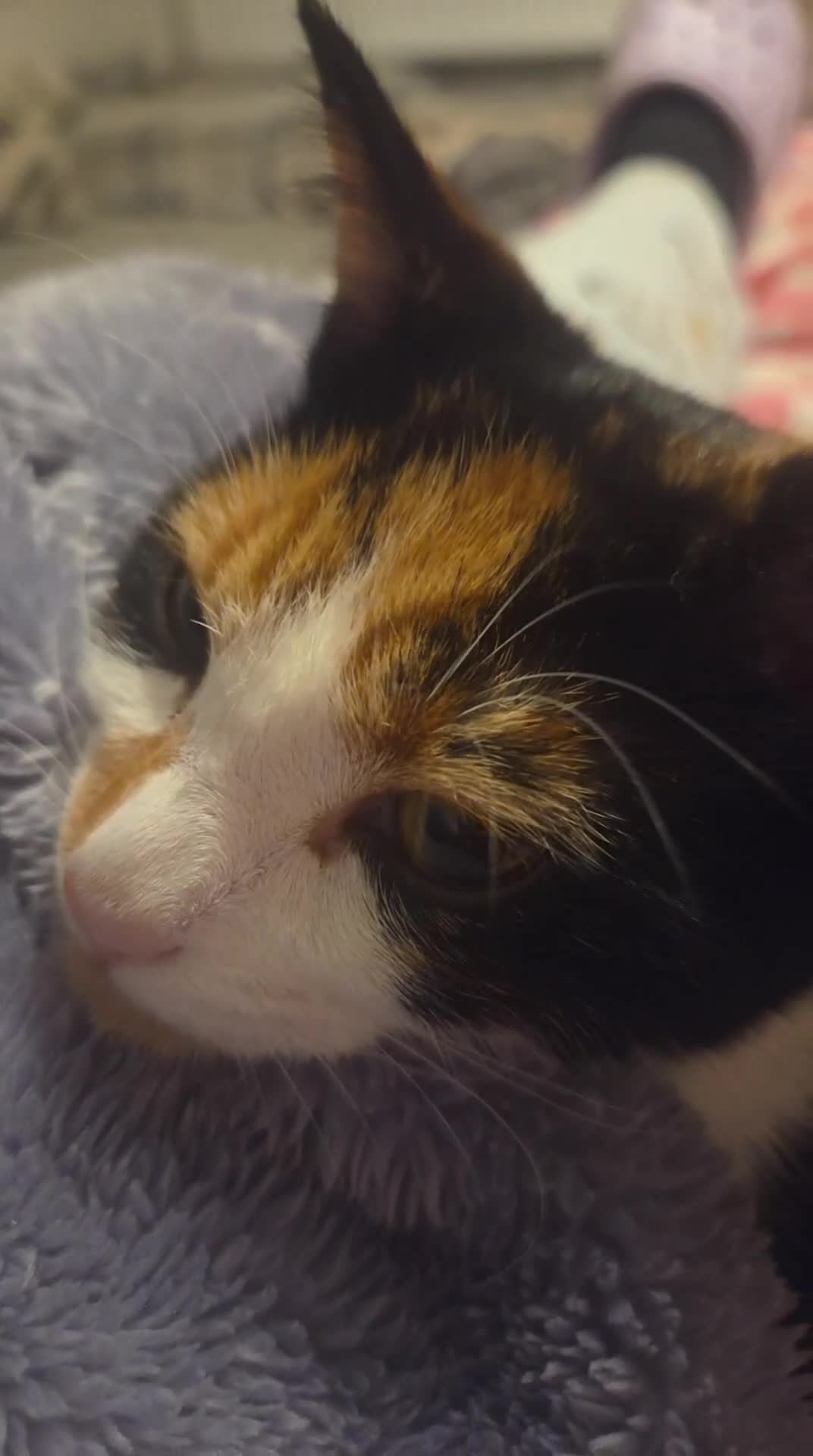 Mixed Breed cats for sale: Female kitten - Video 1