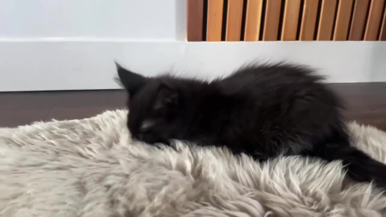 Maine Coon cats for sale: Beautiful Maine Coon Kittens for Sale - Video 2