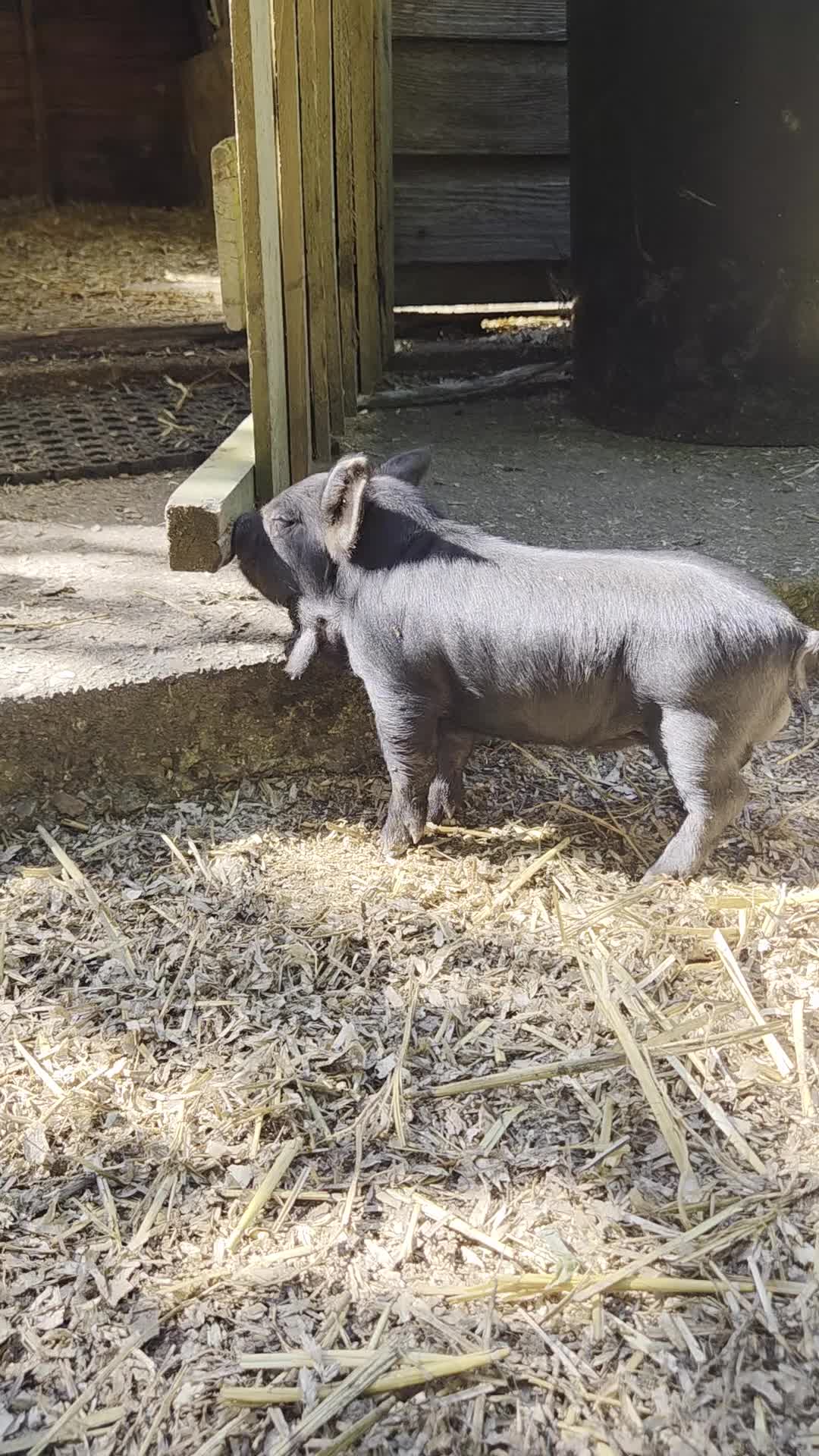 Pig livestock for sale: Stunning kune kune friendly little mixed piglets - Video 2