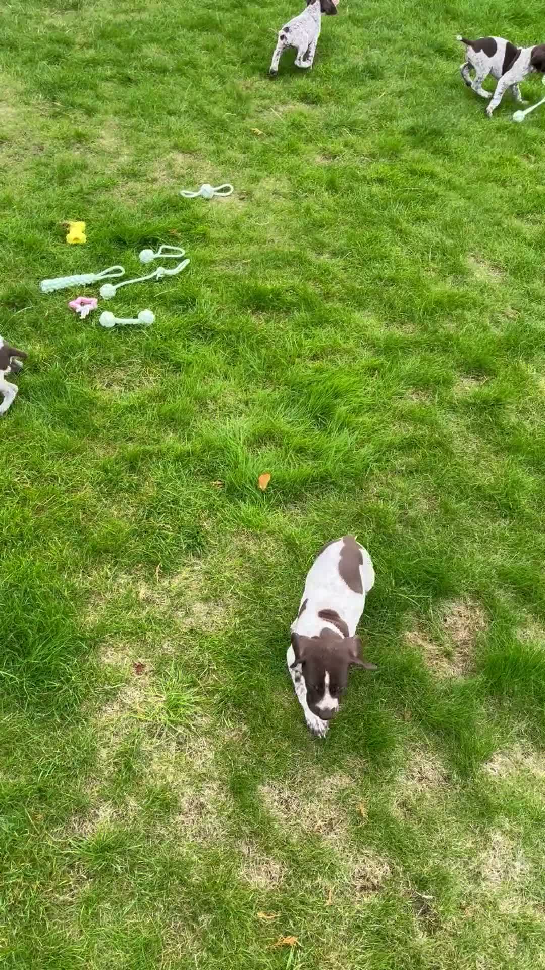 German Shorthaired Pointer dogs for sale: ! Ready now !  - Video 3
