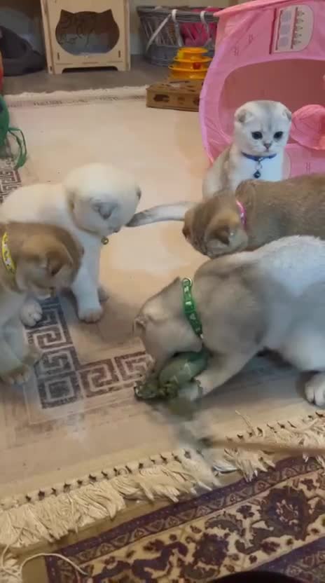 Scottish Fold cats for sale: Scottish Fold Kittens with TICA Registration - Video 4