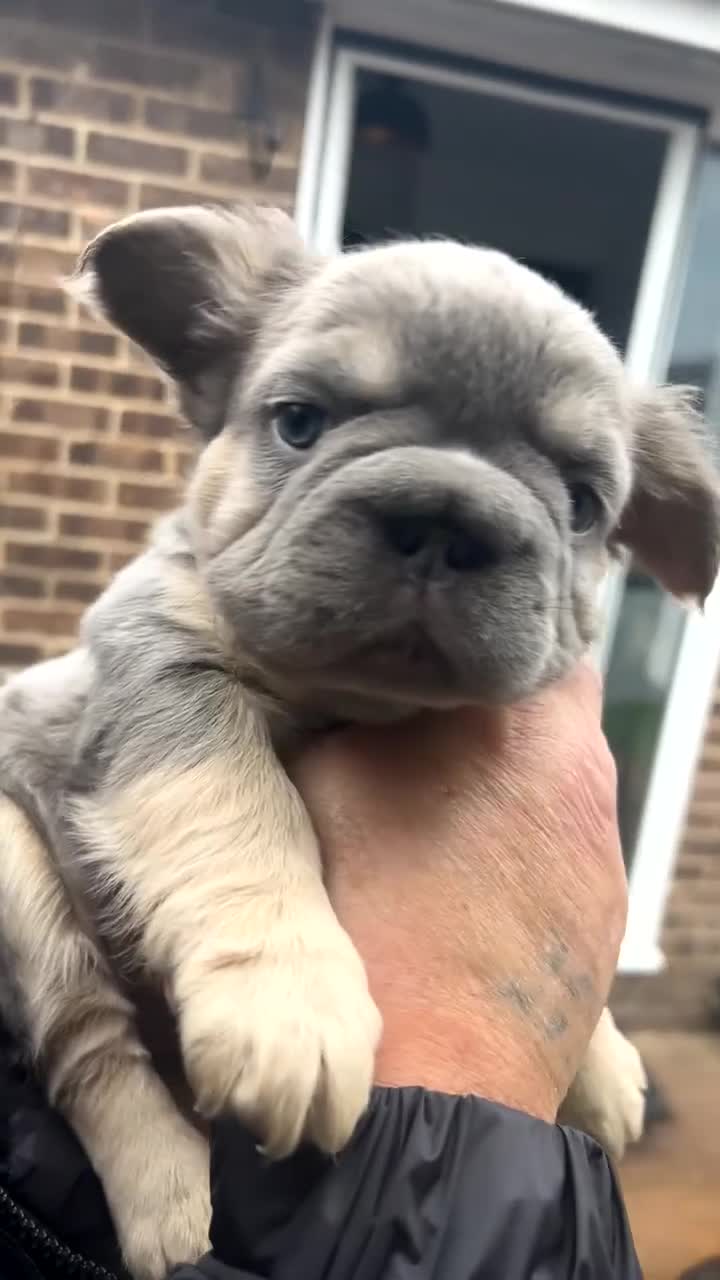 French Bulldog dogs for sale: **REDUCED**FLUFFY  FULL FLUFFY FRENCHBULLDOGS😍😍 - Video 4