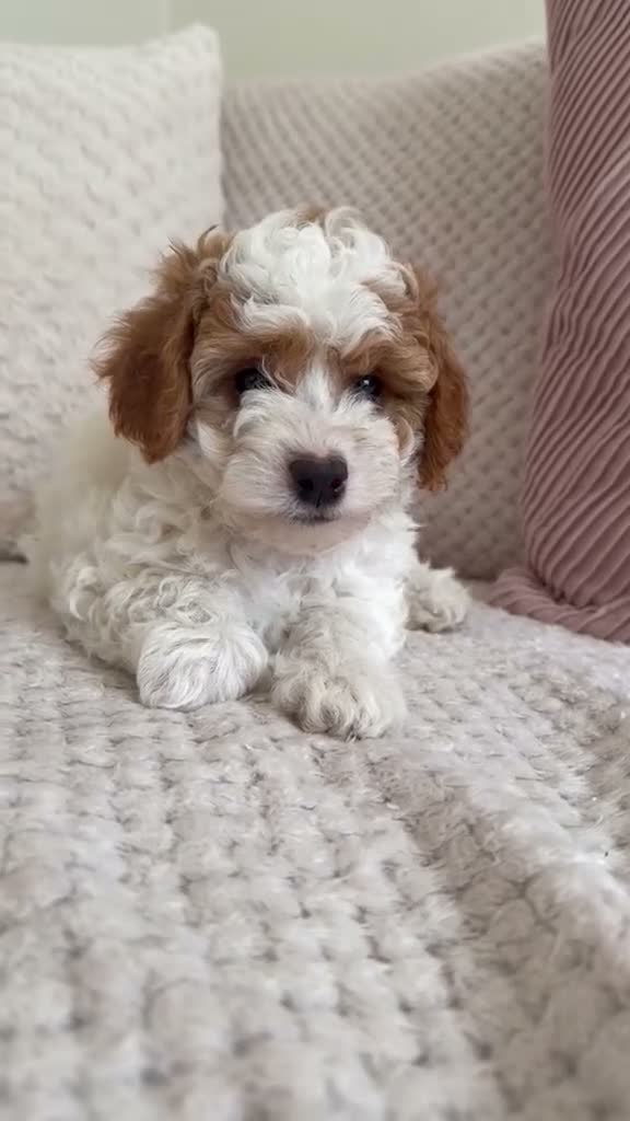 Cavapoo dogs for sale: White Cavapoo  in Bournemouth - Video 1