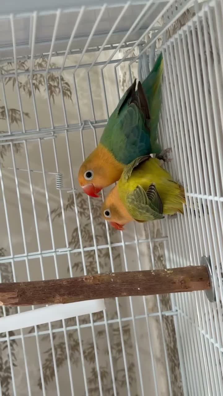 Lovebirds birds for sale: Lovebirds pairs and aquas for rehoming  - Video 1