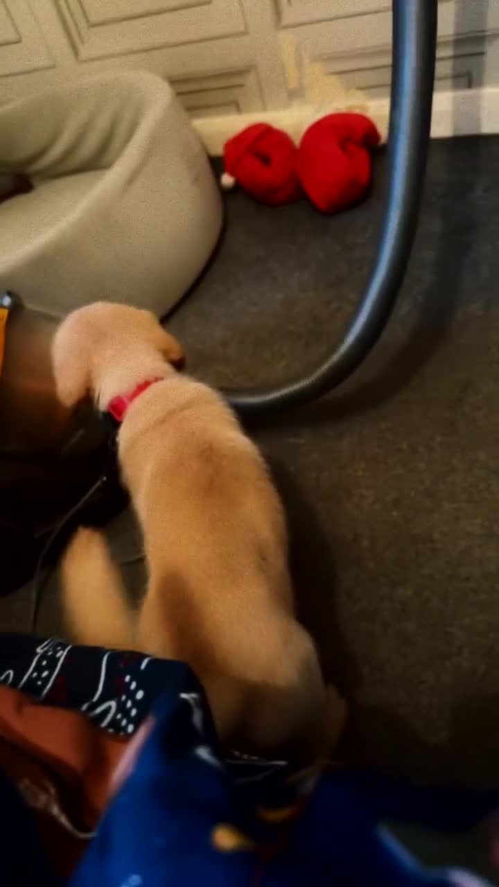 Labrador Retriever dogs for sale: White male lab - Video 1