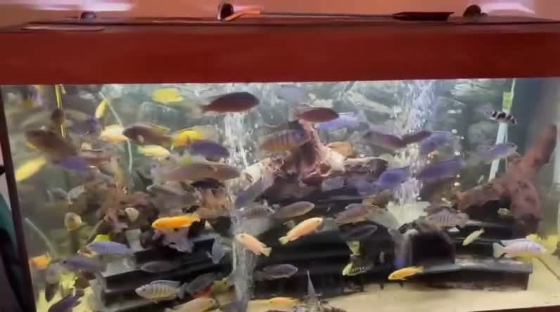 Cichlids fish for sale: Malawi Cichlids  - Video 1