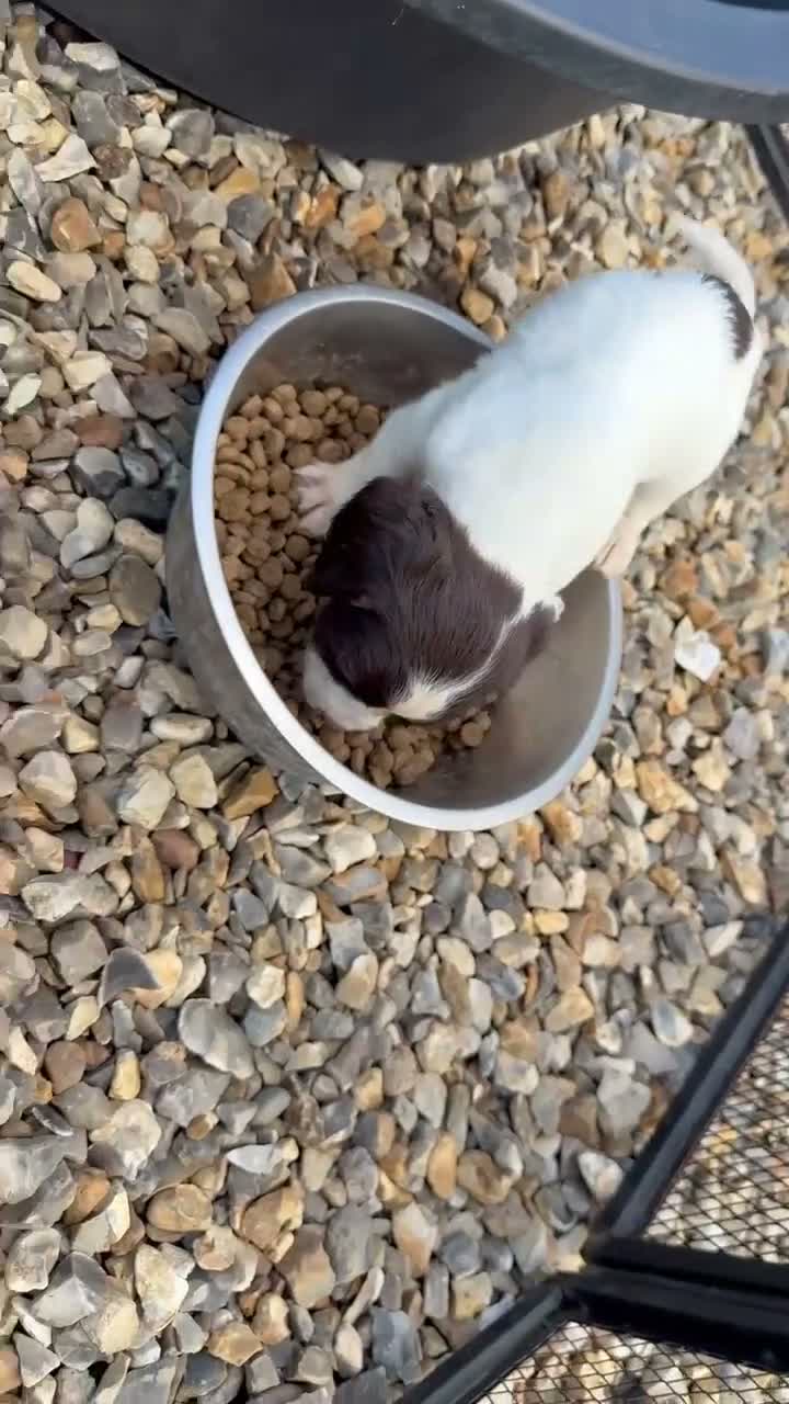 Cocker Spaniel dogs for sale: Cocker spaniel puppies ready for forever home - Video 1