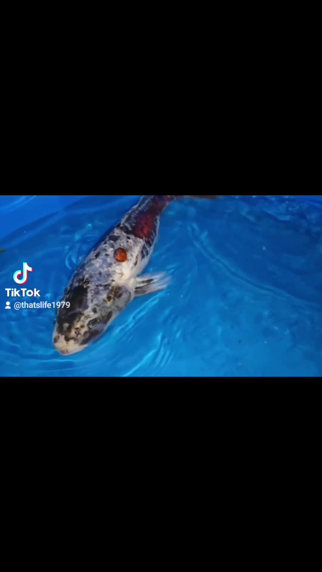 Koi Carp fish for sale: Japanese koi  - Video 1