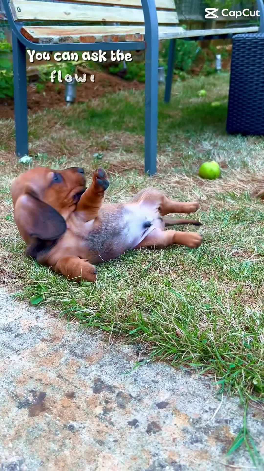 Miniature Dachshund dogs for sale: Miniature Dachshund Pups  in Banbury - Video 1