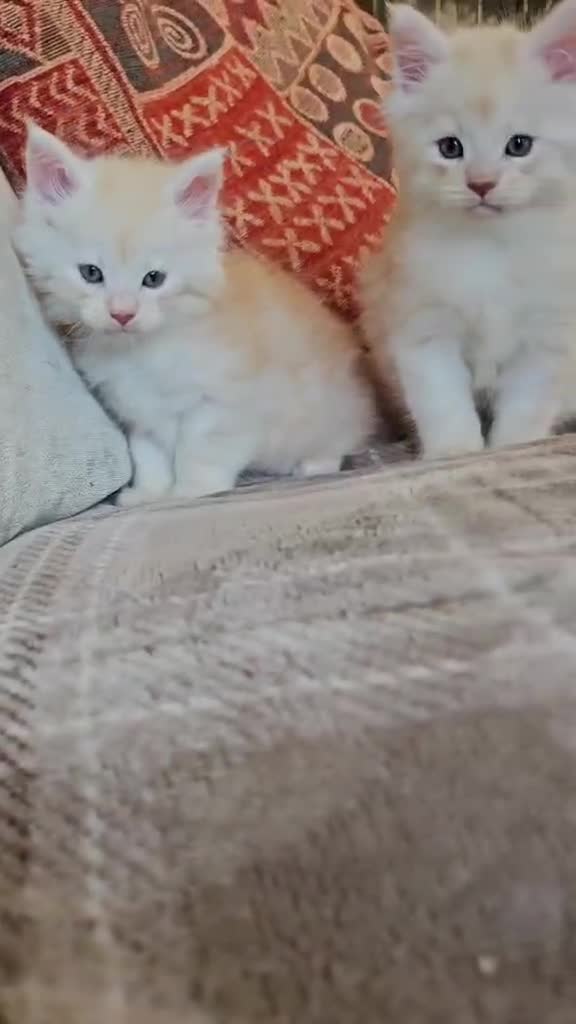 Maine Coon cats for sale: XXL Exceptional Pedigree Kittens Russian line - Video 4