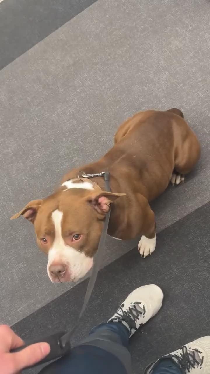 American Bully dogs for sale: American bully angel - Video 1