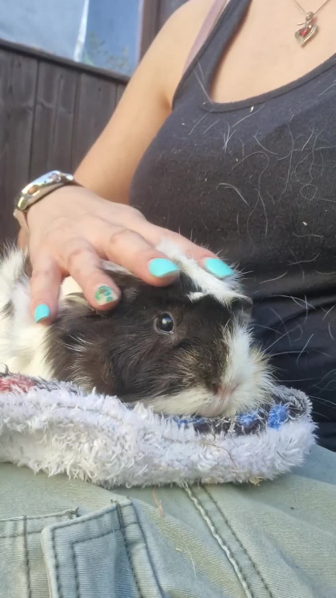 Guinea Pig rodents for sale: Beautiful abyssinian breed  - Video 1