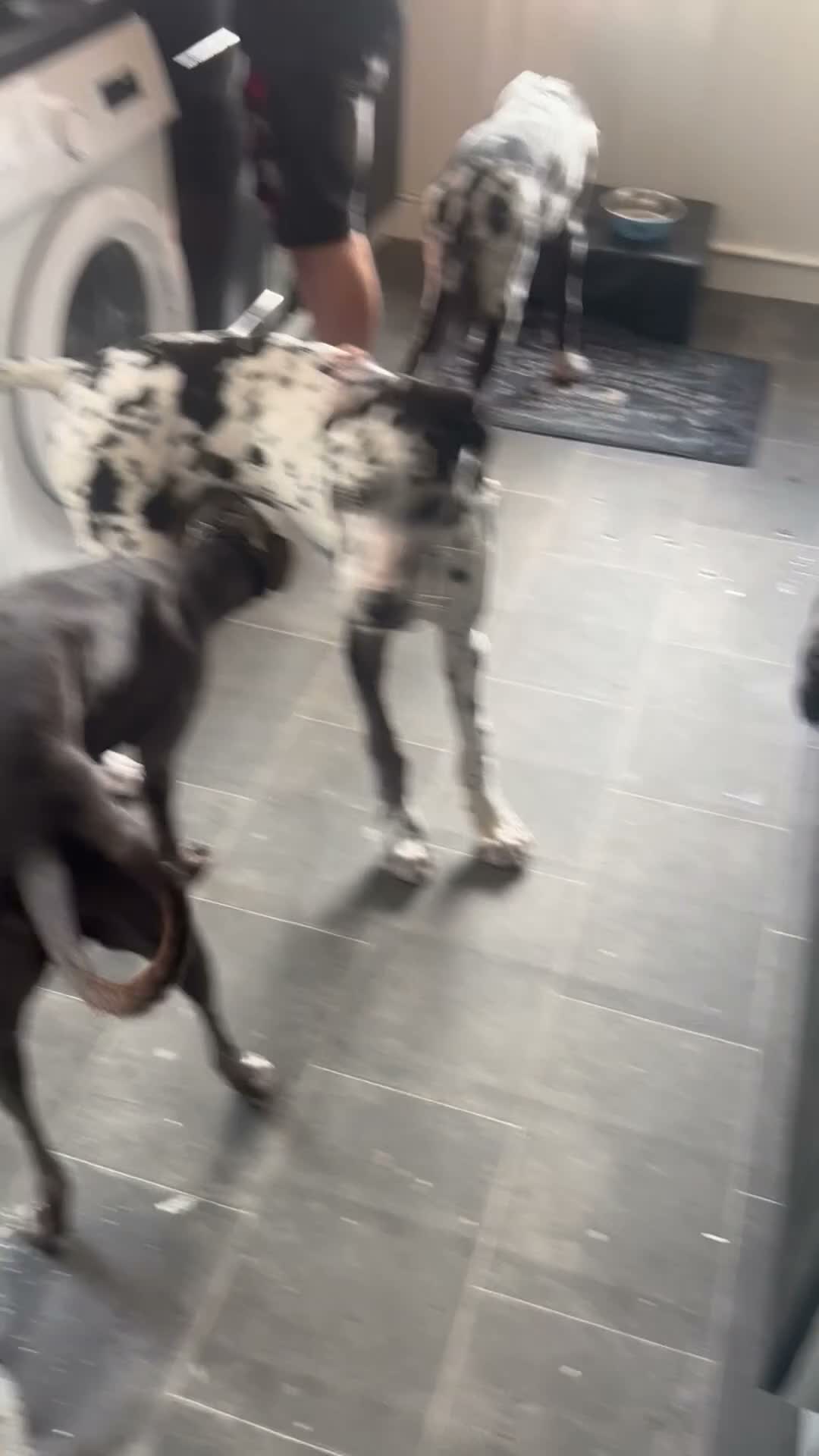 Great Dane dogs for sale: 5 month Great Dane girl  in Sheffield - Video 1