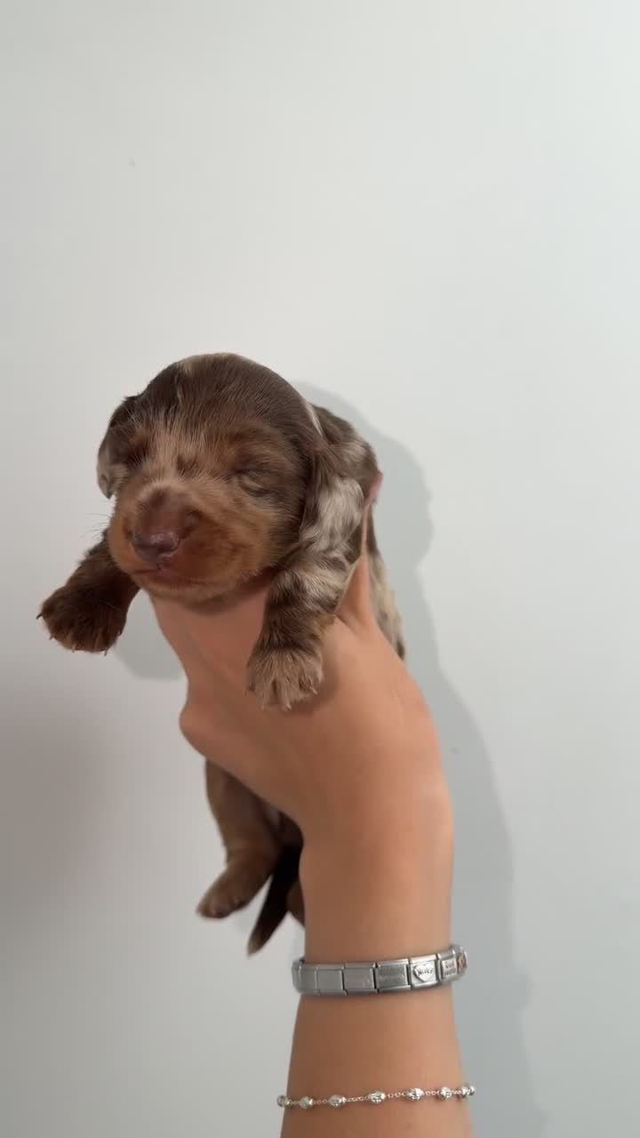 Miniature Dachshund dogs for sale: Gorgeous kc registered miniature dachshunds 🎃🖤 in Market Drayton - Video 1
