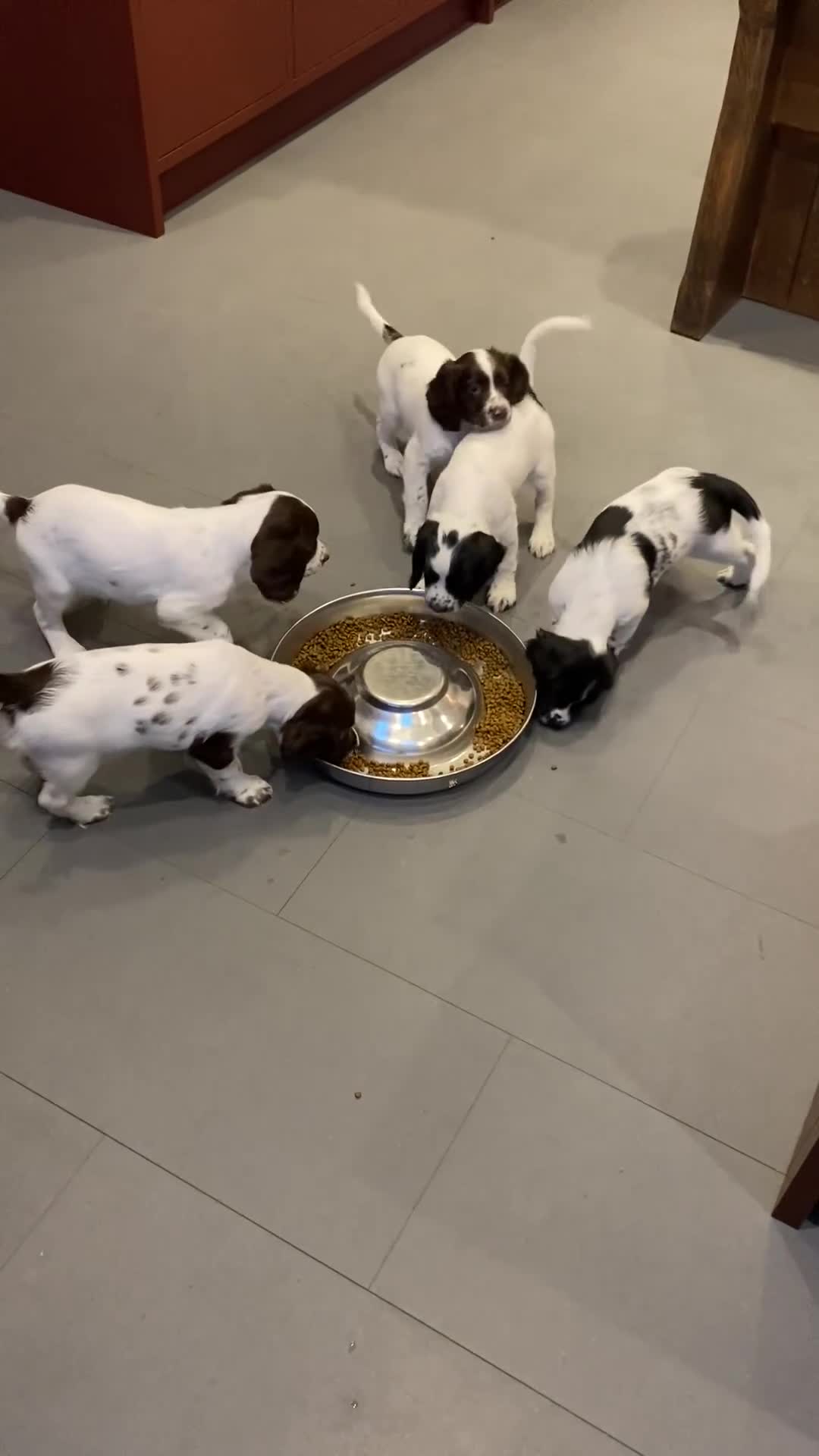 English Springer Spaniel dogs for sale: KC Registered English Springer Spaniel Female Pups - Video 1