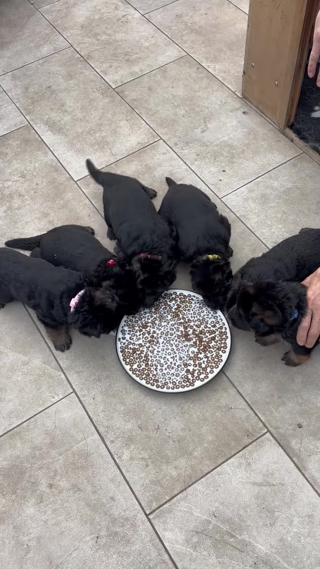 German Shepherd dogs for sale: German Shepherd Puppies KC registered - Video 1