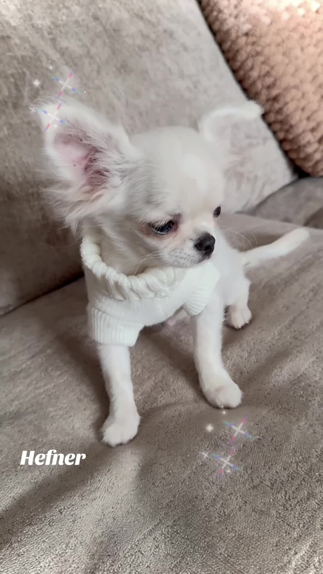 Chihuahua dogs for sale: KC white LC chihuahua boy show line  - Video 2