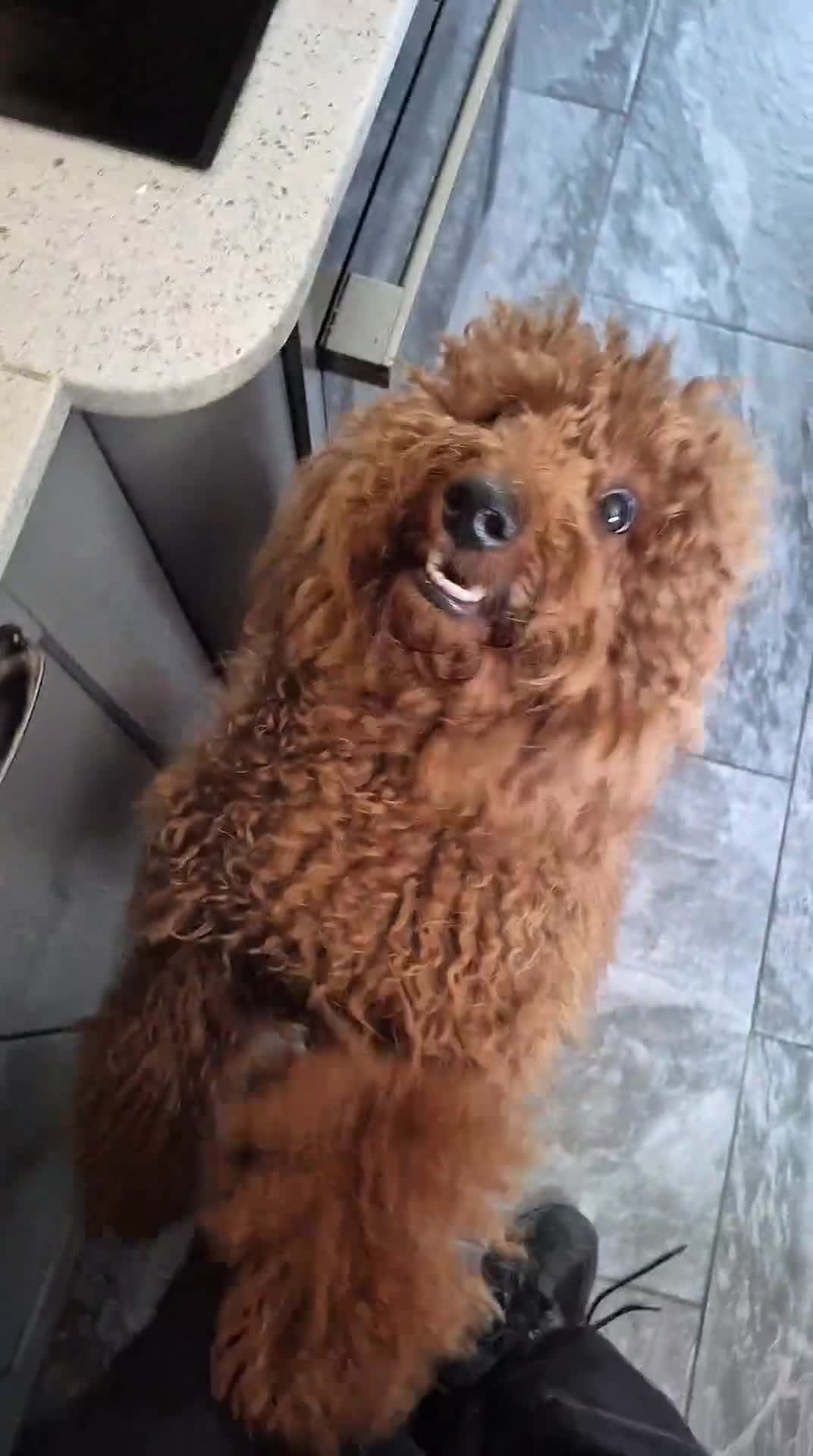 Cockapoo dogs for sale: Two Gorgeous Cockapoos. Viewible with mum and dad - Video 3