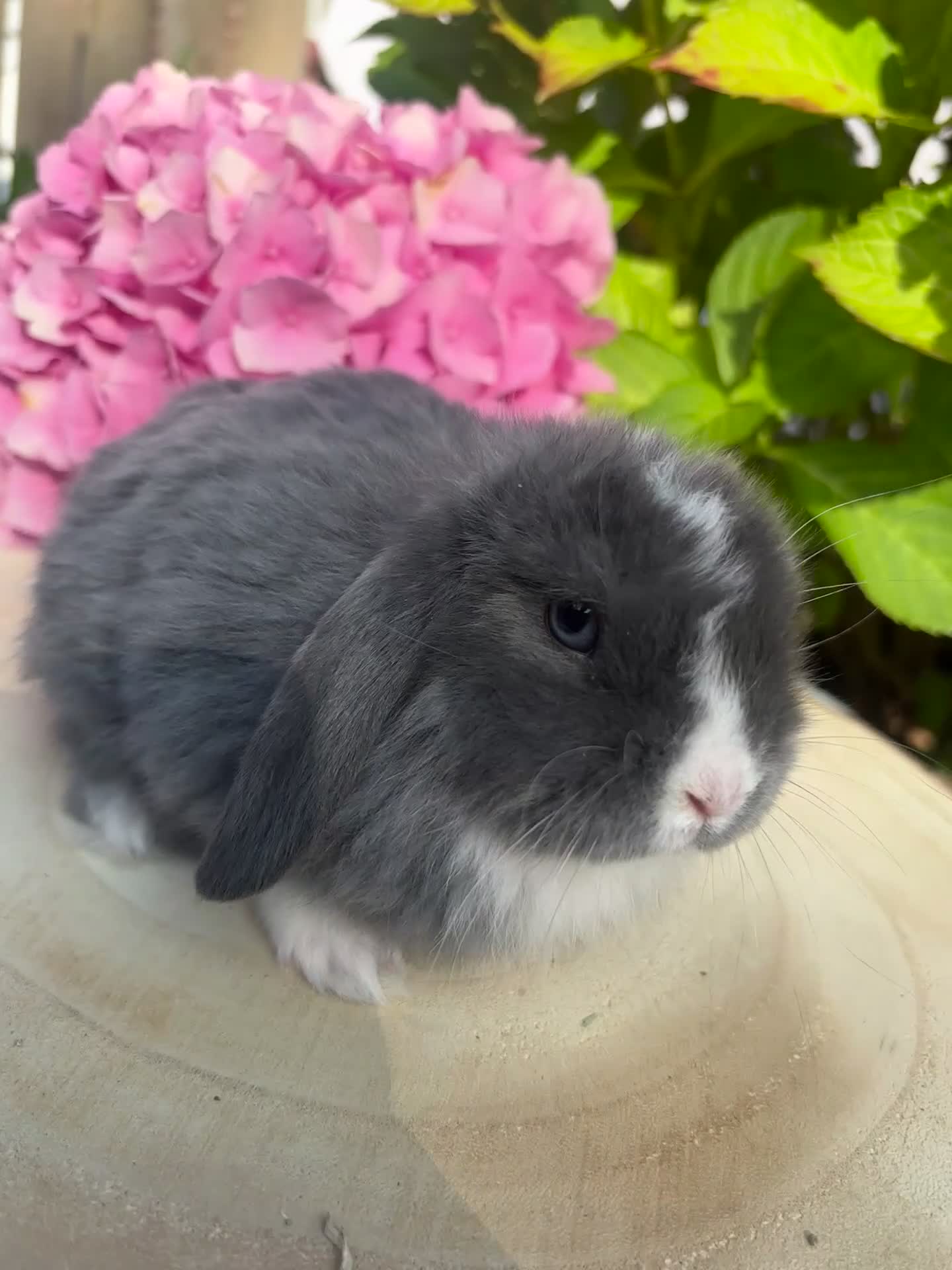 Mini Lop rabbits for sale: Mini lops looking for 5🏡 homes  - Video 1