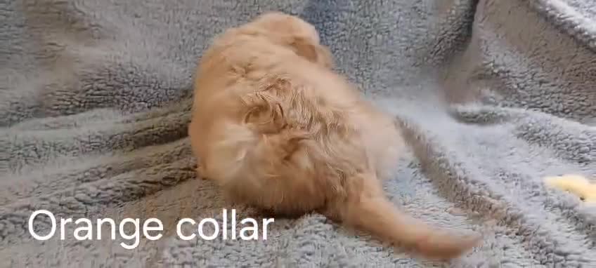 Goldendoodle dogs for sale: 2 beautiful F1 female Goldendoodle pups for sale - Video 1