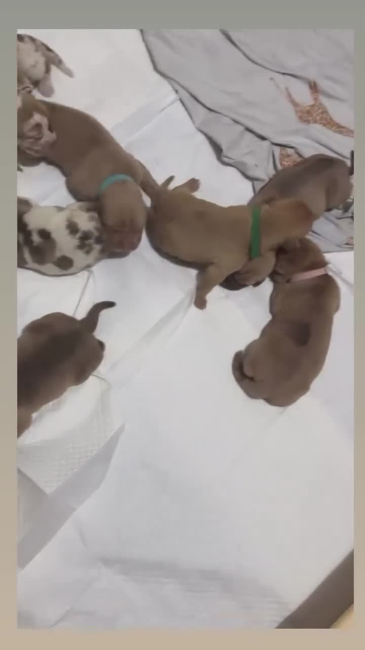 Cane Corso dogs for sale: ✨Amazing Merle cane corso x Bandog puppies ✨ - Video 2