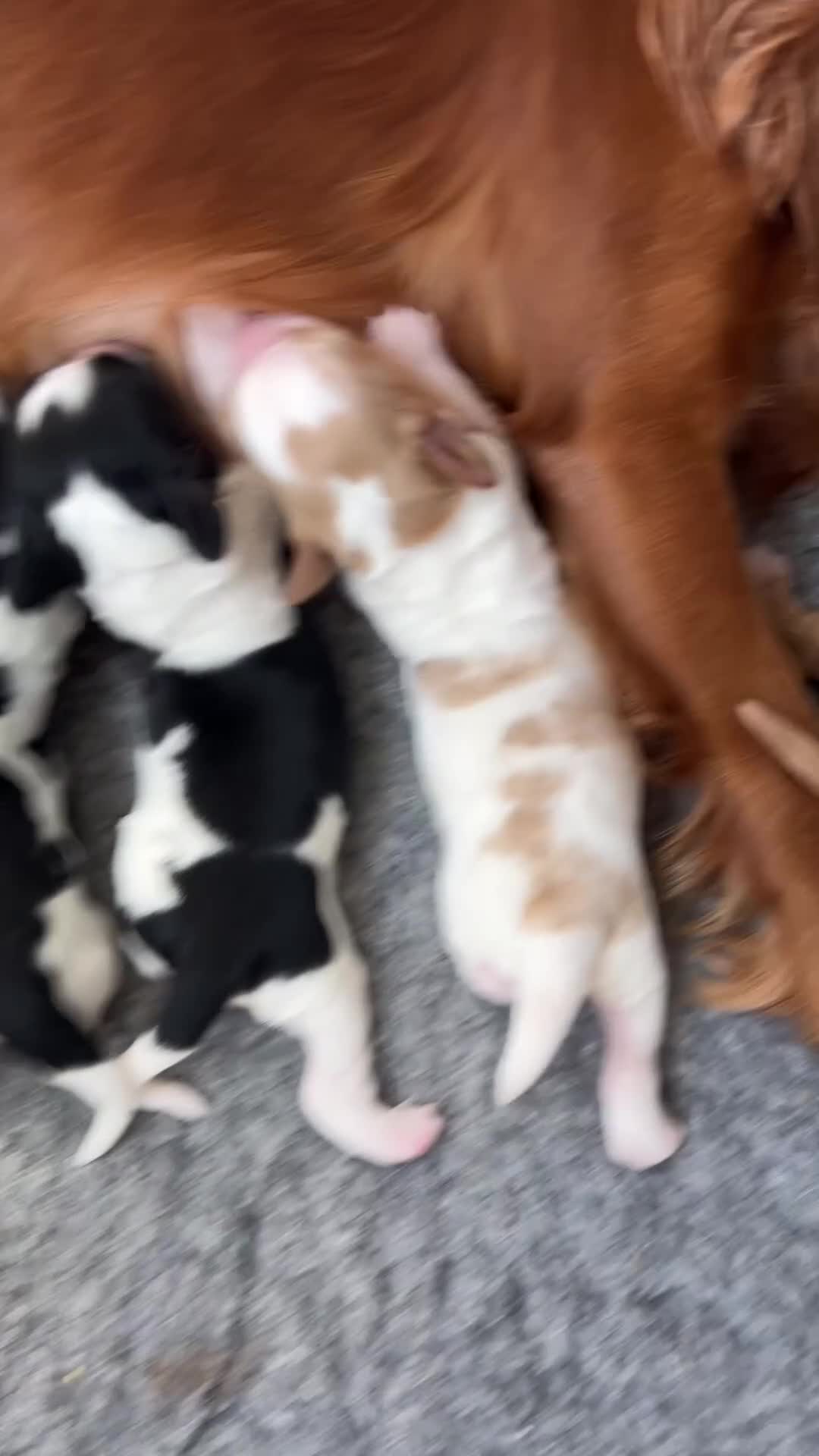 Cocker Spaniel dogs for sale: 5 cocker spaniels available  - Video 1