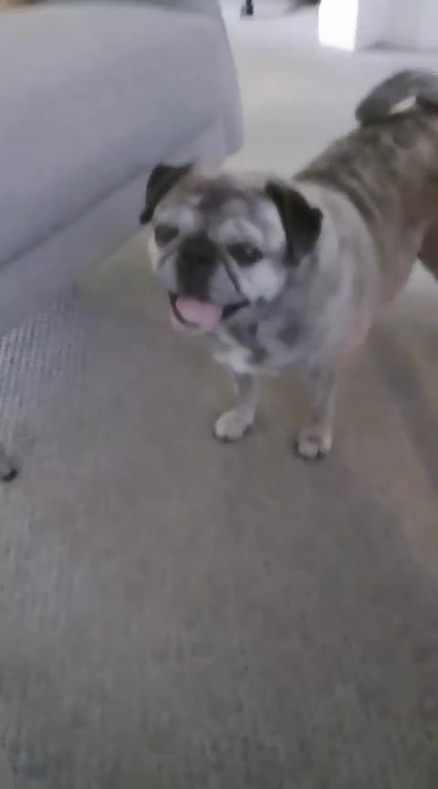 Pug dogs for adoption: Miss Lola needs a loving home in Waltham Abbey - Video 1