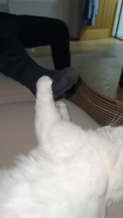 Turkish Angora cats for sale: Turkish Angora Last Girl Left in Leicester - Video 1